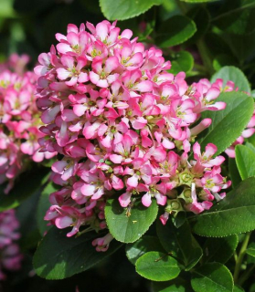 Escallonia 'Pink Elle'